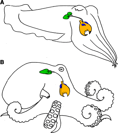 Image result for Tentacles of Venom: Toxic Protein Convergence in the Kingdom Animalia
