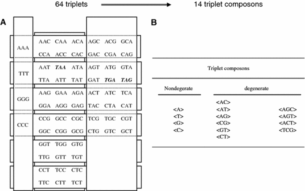 Introns Form Compositional Clusters In Parallel With The
