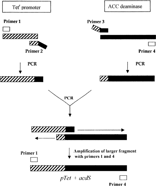 Transformation Of Azospirillum Brasilense Cd With An Acc - 