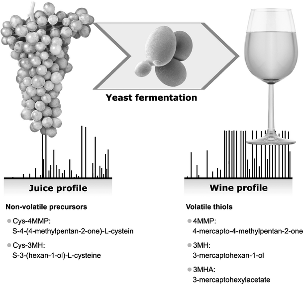 Modulation of volatile sulfur compounds by wine yeast | SpringerLink