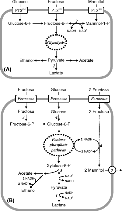 Recent advances in the biological production of mannitol | SpringerLink