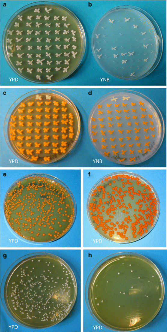 βCarotene production by Saccharomyces cerevisiae with regard to