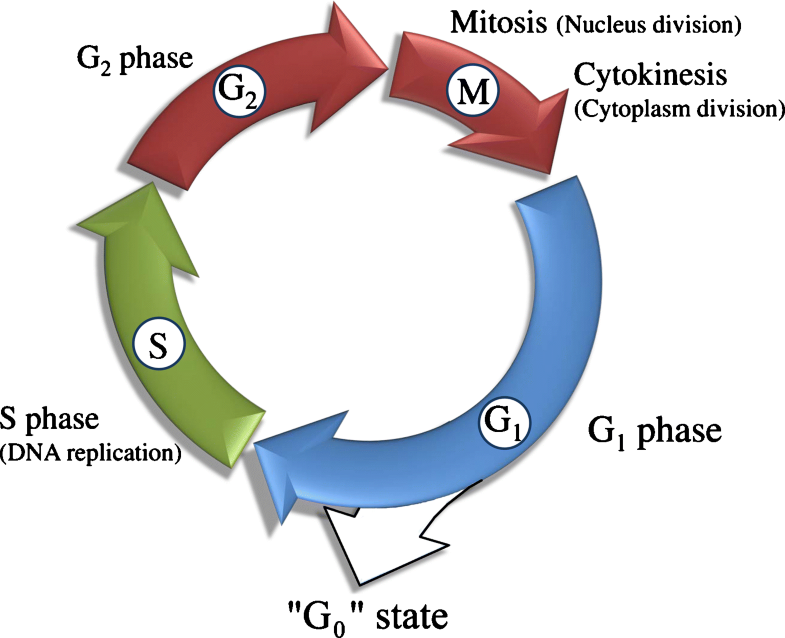 Mammalian cell culture synchronization under physiological conditions ... Biology Diagrams