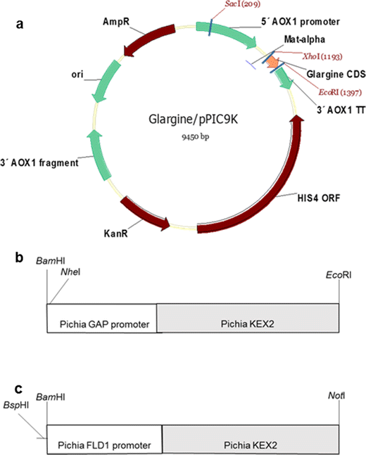 Enhancement in production of twochain Insulin Glargine by overexpression of Kex2
