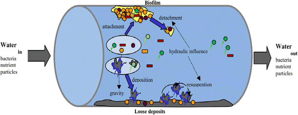 Bacterial community radial-spatial distribution in biofilms along pipe ...