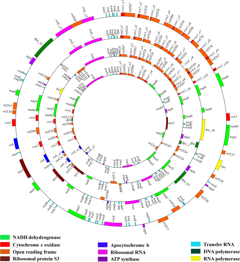 Comparative Mitogenomics Reveals Large-scale Gene Rearrangements In The ...