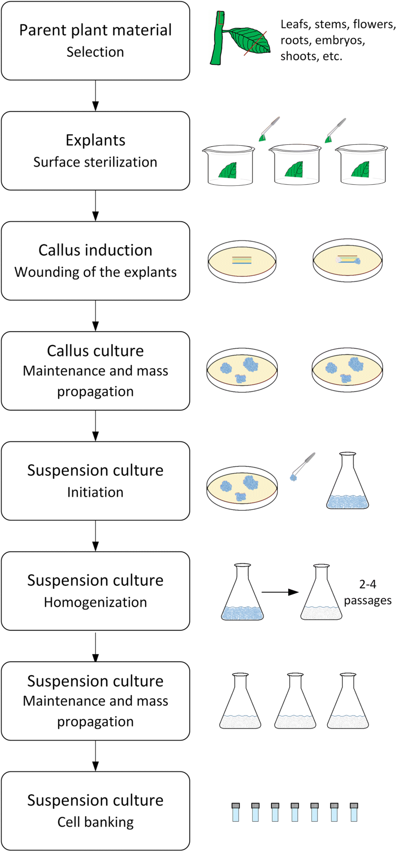 Plant Cell Culture Technology In The Cosmetics And Food - 
