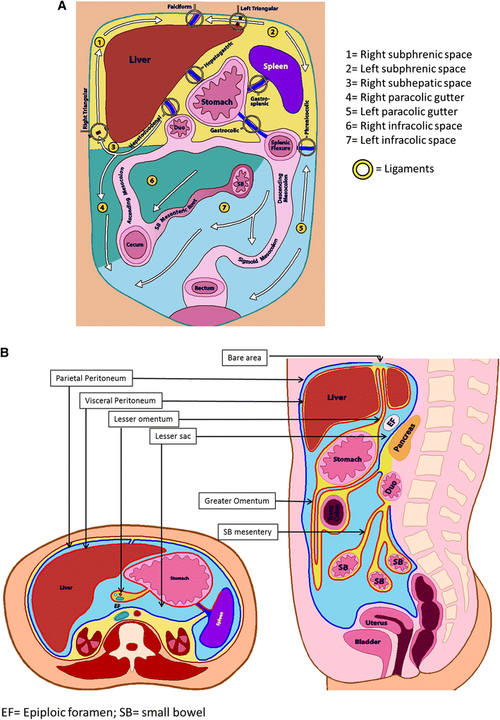 Primary and secondary disease of the peritoneum and mesentery: review ... Biology Diagrams