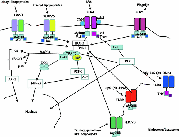toll like receptors