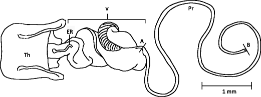 Variation In Pre And Post Copulatory Sexual Selection On - 