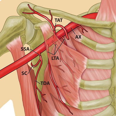 The lateral thoracic artery revisited | SpringerLink