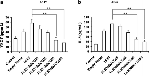 (−)-Epigallocatechin-3-gallate inhibits human papillomavirus (HPV)-16