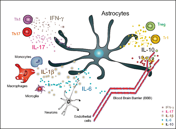 Control Of Autoimmune Cns Inflammation By Astrocytes