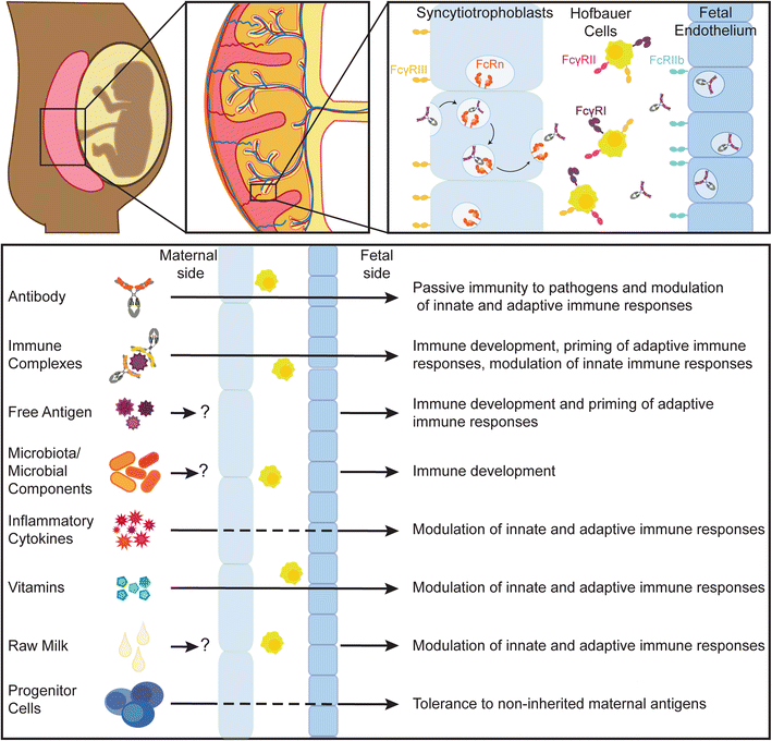 Transfer of maternal immunity and programming of the newborn immune system SpringerLink