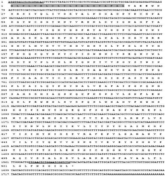 Cloning And Expression Of An A Amylase Gene From Phanerochaete Chrysosporium Springerlink Cloning And Expression Of An A Amylase Gene From Phanerochaete Chrysosporium Springerlink