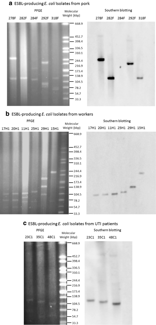 common findings of blactx m 55 encoding 104 139 kbp plasmids sf form 1174
