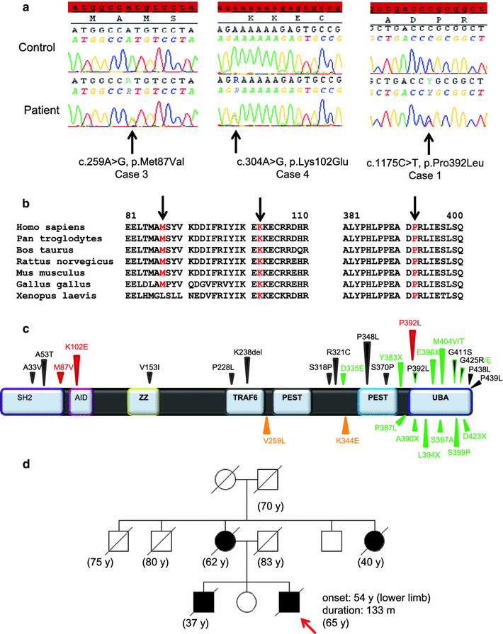 Mutations In SQSTM1 Encoding P62 In Amyotrophic Lateral Sclerosis ...