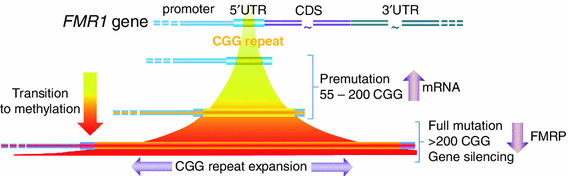 Fragile X Associated Tremorataxia Syndrome Fxtas - 