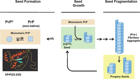 Is there a risk of prion-like disease transmission by Alzheimer- or