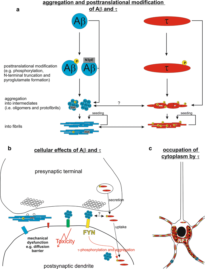 Protein aggregation in Alzheimer’s disease Aβ and τ and their