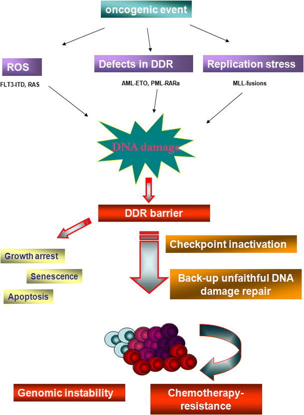 DNA damage accumulation and repair defects in acute myeloid leukemia Biology Diagrams