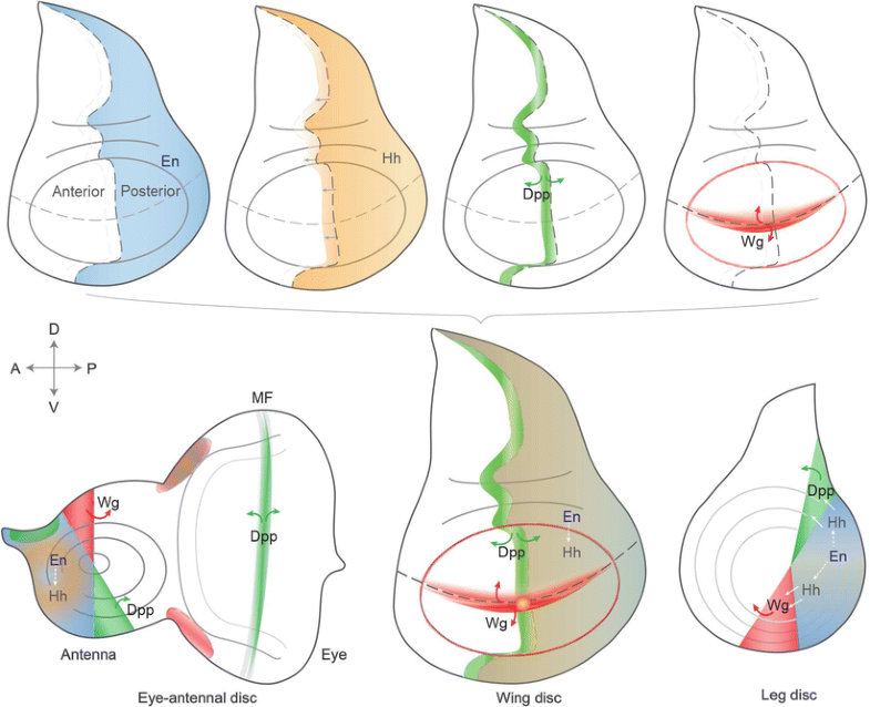 The legacy of Drosophila imaginal discs SpringerLink