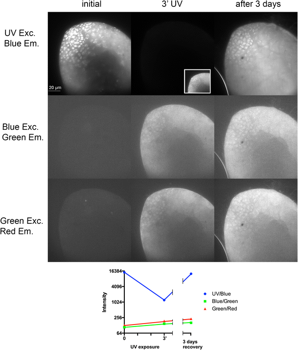 Photoconversion of DAPI and Hoechst dyes to green and redemitting