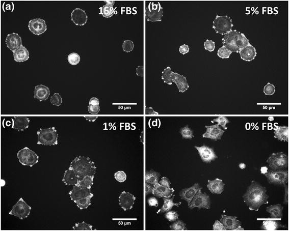 Initial Cell Adhesion Of Three Cell Types In The Presence
