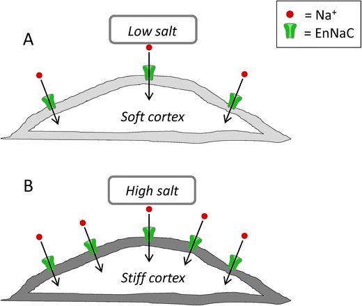 Salt Controls Endothelial And Vascular Phenotype Springerlink