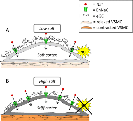 Salt Controls Endothelial And Vascular Phenotype Springerlink