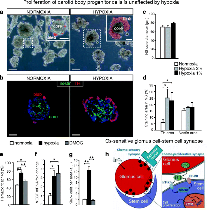 Carotid Body Oxygen Sensing And Adaptation To Hypoxia - 