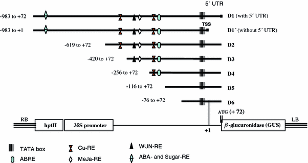 The Oil Palm Metallothionein Promoter Contains A Novel Agttagg Motif Conferring Its Fruit Specific Expression And Is Inducible By Abiotic Factors Springerlink