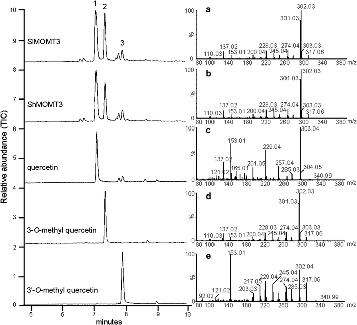 Characterization Of A Flavonol 3 O Methyltransferase In The