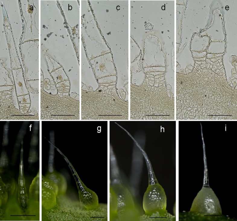 Classification of fruit trichomes in cucumber and effects of plant