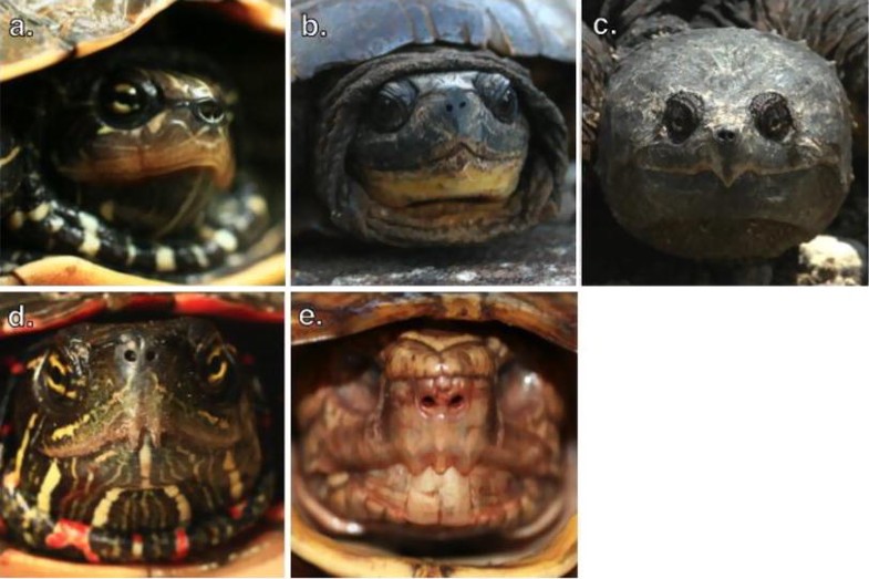 Turtles with “teeth” beak morphology of Testudines with a focus on the tomiodonts of Painted