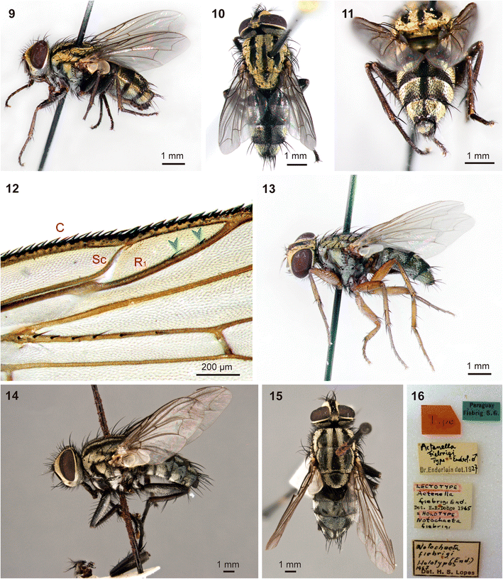 A New Flesh Fly Species Diptera Sarcophagidae Parasitic