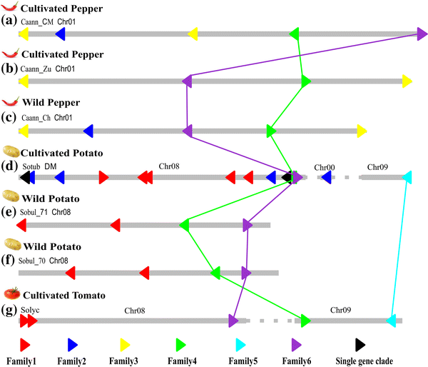 Evolutionary analysis of RB/ Rpi- blb1 locus in the Solanaceae family ...