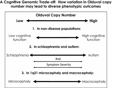 Clues To Autism Schizophrenia Emerge >> Genomic Trade Offs Are Autism And Schizophrenia The Steep Price Of Clues To Autism Schizophrenia Emerge >> Genomic Trade Offs Are Autism And Schizophrenia The Steep Price Of