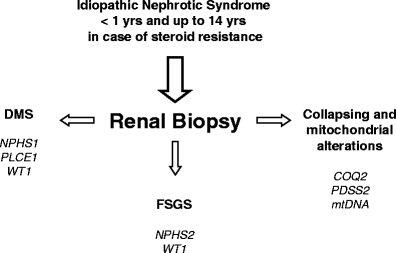 Pathophysiology Of Nephrotic Syndrome In Flow Chart