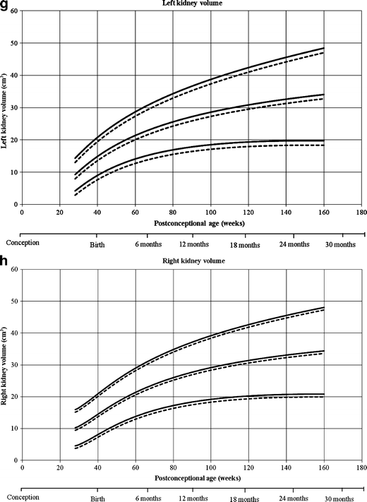 Fetal Kidney Size Chart