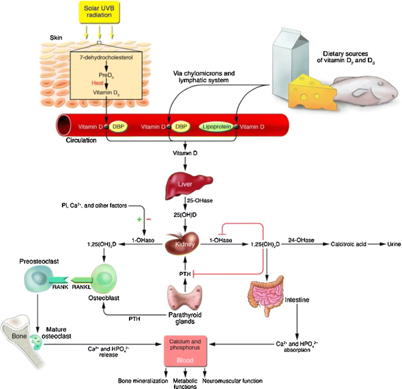 Vitamin D deficiency and toxicity in chronic kidney disease in search