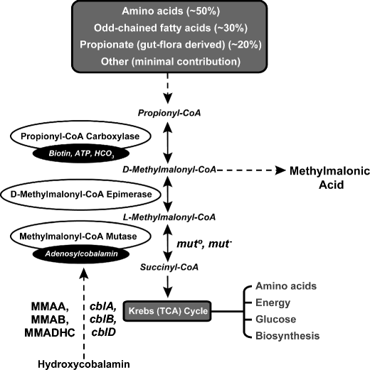 Methylmalonic acidemia A megamitochondrial disorder affecting the