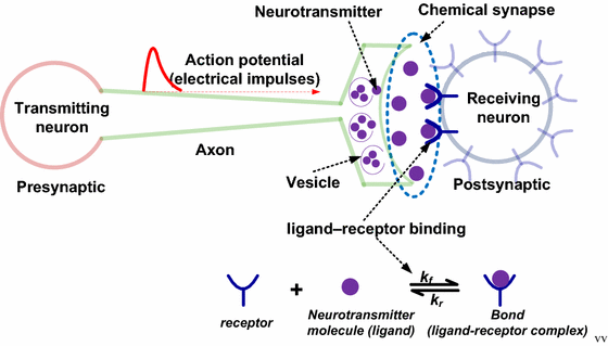 transmission of nanoscale information based neural communication neural communication