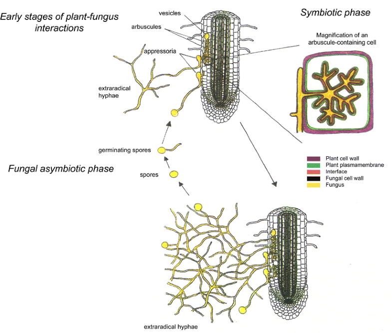 Fungal and plant gene expression in arbuscular mycorrhizal symbiosis ...