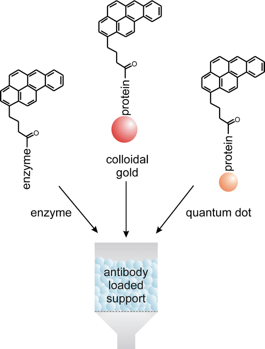 A comparison of horseradish peroxidase, gold nanoparticles and qantum