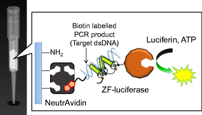 Graphical abstract