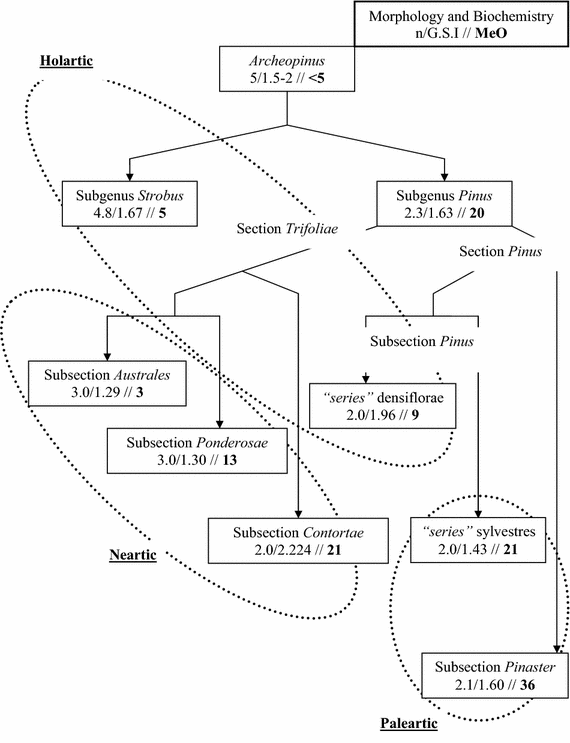 Taxonomy and systematics of the genus Pinus based on morphological ...