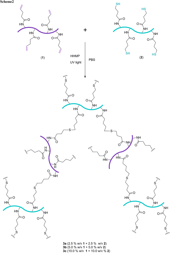 Gelatin hydrogels via thiolene chemistry SpringerLink