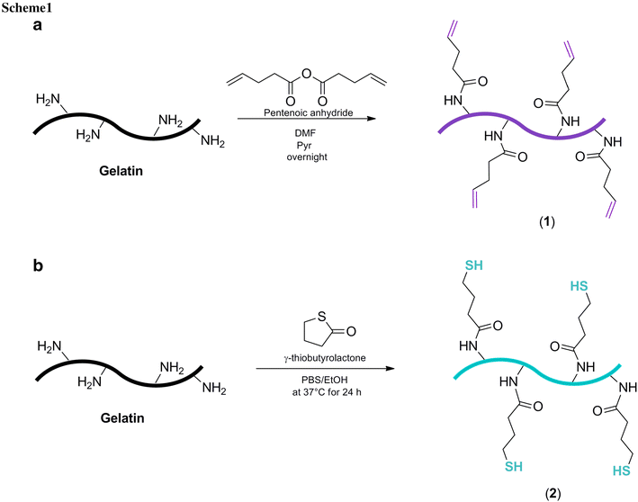 Gelatin hydrogels via thiolene chemistry SpringerLink