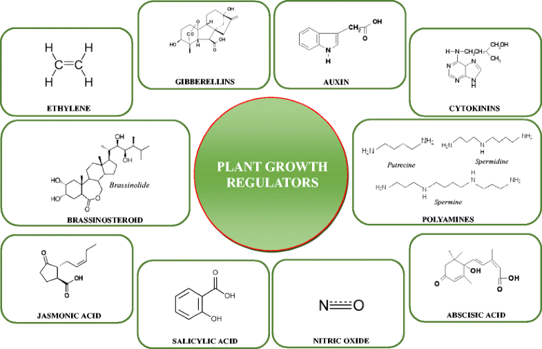 Minimising toxicity of cadmium in plants—role of plant growth